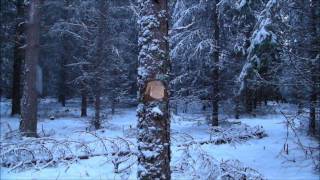 Wetterlings Axe VS Pine Spruce And Birch [upl. by Sylirama]