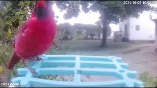 red cardinal today having a early meal [upl. by Sol]