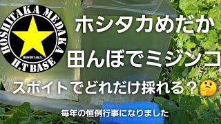 【ホシタカめだか】今年も田んぼでミジンコ‼️ [upl. by Ameh393]