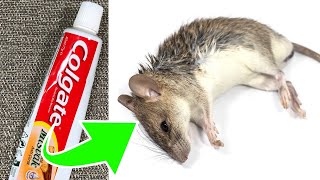 Toothpaste Is All You Need To Keep Mice Away From Your House [upl. by Mychal]