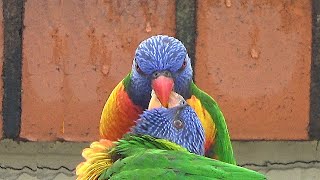 Rainbow Lorikeet Feeds a Fledgling [upl. by Tengdin177]