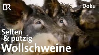 Wollschweine aus Oberfranken Eine echte Sauerei  Zwischen Spessart und Karwendel  BR [upl. by Casmey112]