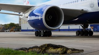 British Airways see you later alligator [upl. by Walker]