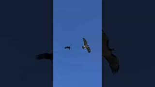 Creature Moment  Cawing Crows Pester and Chase a Hawk Away From Their Tree [upl. by Nart]