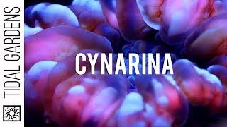 Cynarina  A spectacular yet under appreciated translucent coral [upl. by Freeborn690]