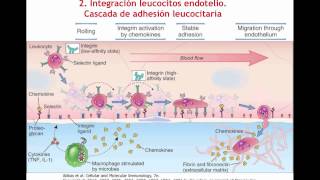 Tema 13b Migración y extravasación de células II Cascada de adhesión leucocitaria umh1947 201314 [upl. by Yendroc]