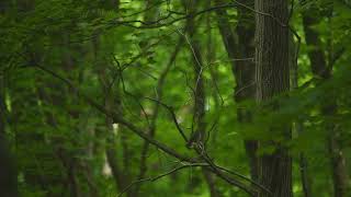 Eastern pewee flycatcher singing Kawarthas Mature forest [upl. by Eiramit426]