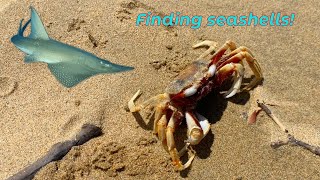 Finding BIG SAND DOLLARS and WEIRD CRABS Shelling at low tide for rare shells [upl. by Neelik288]