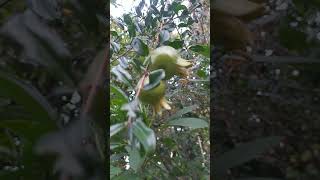 Seeing the Pomegranate tree starting to bear fruit delima red merah merahdelima fruitshorts [upl. by Charters]