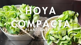 Hoya Compacta ホヤ コンパクタ￥390を2鉢買ってきた [upl. by Bryna]