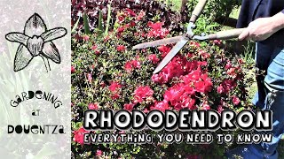 Rhododendron  Everything You Need to Know  what is an azaleas care pruning deadheading soil [upl. by Anas866]