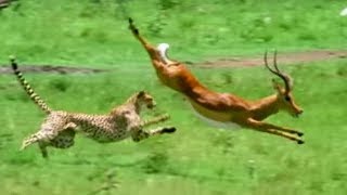 Triumph of the Herbivores  Prey Escapes Predator  Life of Mammals  BBC Earth [upl. by Marvin]