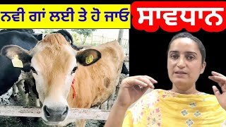 new 🐄 COW nu bako nal mix karn toh pehla aeh video jarur dekho [upl. by Hortensa]