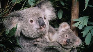 KOALAS🐨SONG 💥🔥BEAUTIFUL KOALAS🐨KOALA BEARSBEAUTY OF ANIMALS AND BIRDS 💖❤️NATURE ❤️CUTE ANIMALS [upl. by Spense]