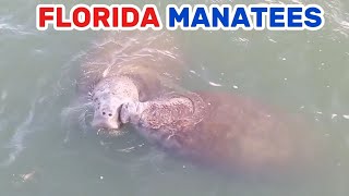 Did These MANATEES Just KISS  💋 [upl. by Sitoeht]