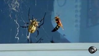 Wasp Vs Spider  Outrageous Acts of Science [upl. by Yenaffit685]