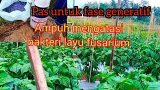 Cara perawatan cabe masa generatif [upl. by Eendyc]