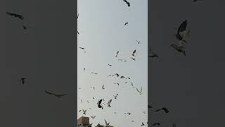 KHALA HOBA 2024 baguiati india kolkata pigeon like wold [upl. by Nitsraek]