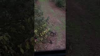 Bobcat Cub Fight Captured Live Watch until the end [upl. by Haggerty]