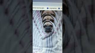 NEW WORLD RECORD puginarug 241 million seconds lmao [upl. by Cadel]