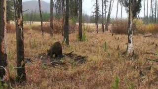 Grizzly Bear and Cub in Bear Hair Trap [upl. by Naasar]