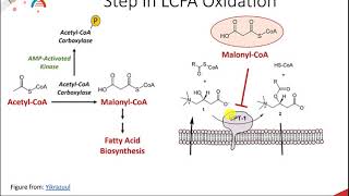 Lipids part 8 of 12 Beta Oxidation of Saturated Fatty Acids [upl. by Neill453]