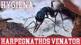 🐜 Harpegnathos venator  Higiena [upl. by Shank]