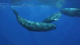 The Sounds of the Sperm Whale [upl. by Drolet]