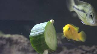 Feeding Cucumbers to my African Cichlids for the first time [upl. by Margareta]