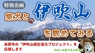 柴犬と歩く街道 番外編 柴犬と伊吹山を眺めてみる [upl. by Worrell]