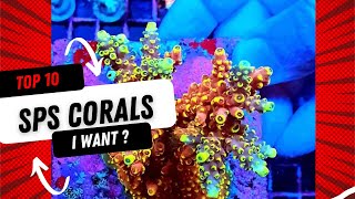 top 10 sps corals i plan to add to my saltwater reef tank [upl. by Netsoj576]