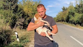 Rescue recovery and adoption of abandoned lonely puppy [upl. by Christina246]