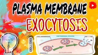 ✨️quotExocytosis Explained How Cells Transport Materials Across the Plasma Membranequot✨️ 💖📝📚 [upl. by Atirhs]