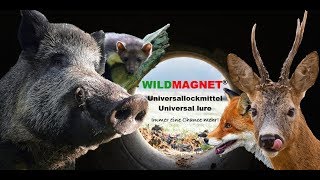 Steinmarderfang mit Wildmagnet in XXL Wippbrettfalle [upl. by Senzer]