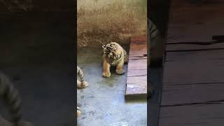 Adorable Baby Tigers Playing  Cutest Little Tigers Having Fun 🐯❤️ babytigers CuteTigers [upl. by Neelyam]