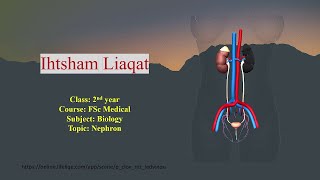 Nephron Structure amp Function  3D Animation  FSc Part 2 Biology  Lecture 2  Ihtsham Liaqat [upl. by Karas722]