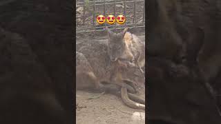 Wallabies Showing Affections sydney wallabies wildlife animals youtubeshorts [upl. by Adilen691]