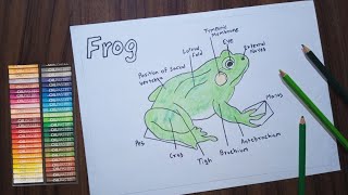 Frog Diagram  Label Diagram Of Frog 🐸  Science Anatomy Drawing [upl. by Ccasi]