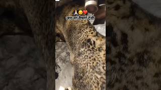 माँ☺️❤️ mavaishnodevi matarani masherawali share comments trending shorts shortsfeed [upl. by Adnohr]