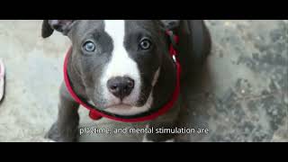 DOGSVIGOR TV DOGS FACTS  PITBULL EP 1 [upl. by Colburn606]