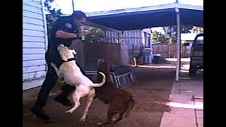 Police officer saves a dog from pitbull [upl. by Lou]