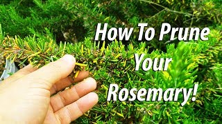 How To Prune Your Rosemary Bush 2019 [upl. by Yran]