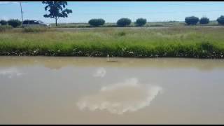 Cocodrilo en el canal de la carretera MochisTopolobampo [upl. by Chivers901]