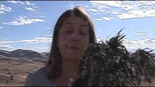 Sheriff says Siskiyou County is overwhelmed with illegal marijuana grows [upl. by Cordie]