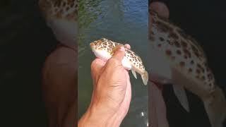 Puffers Caught using Crappie Jig with Shrimp [upl. by Yrehc25]