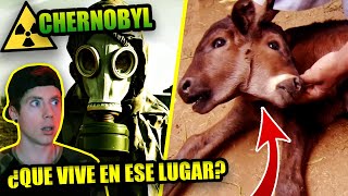 ¿Qué VIVE HOY en CHERNOBYL  Así son las CRIATURAS MUTANTES del lugar [upl. by Bowlds402]