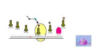 Proteins Amino Acids and Peptides  Lecture 4a [upl. by Delbert]