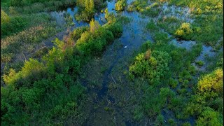 Community science for the wise use of Colombo’s wetlands  IWMI [upl. by Dosia]