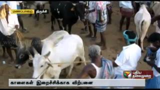 Sale of bulls trained in Jallikattu for consumption [upl. by Akimihs]