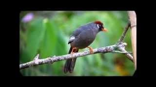 Spectacled Laughingthrush [upl. by Hamilton596]